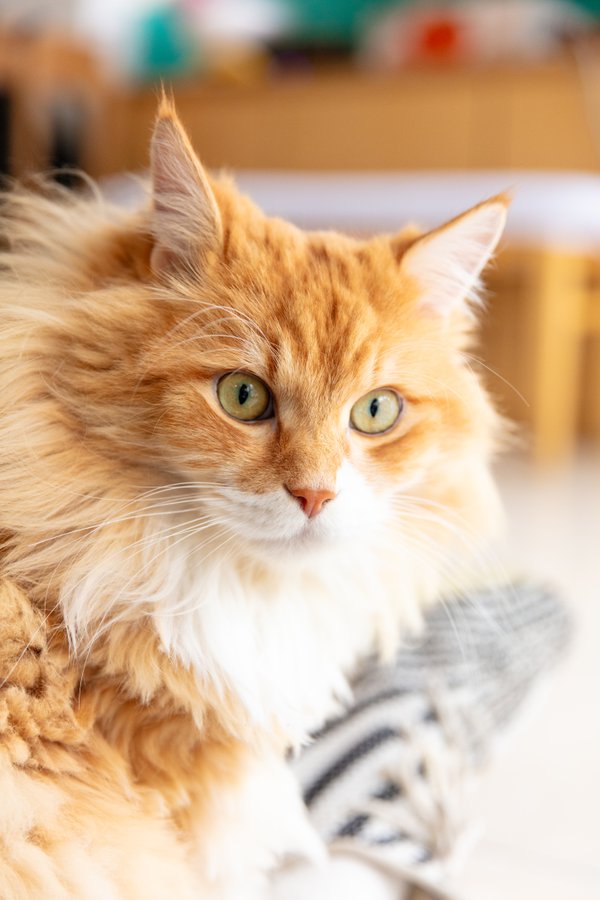 Pet example