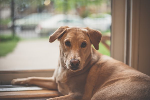 Pet example