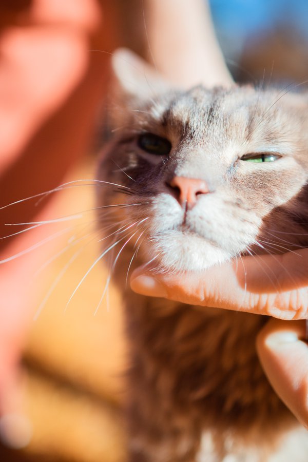 Pet example
