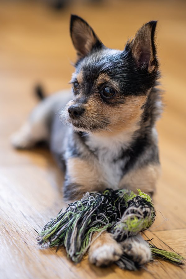 Pet example