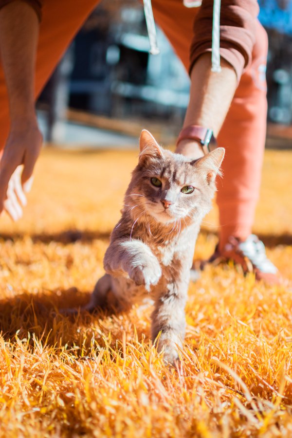 Pet example