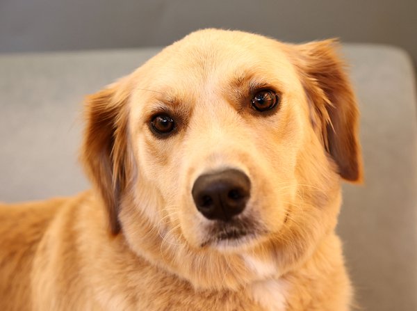 Pet example