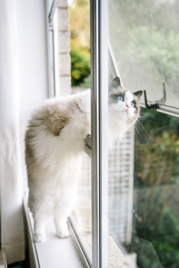 Pet example