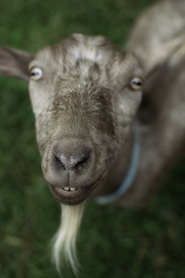 Pet example