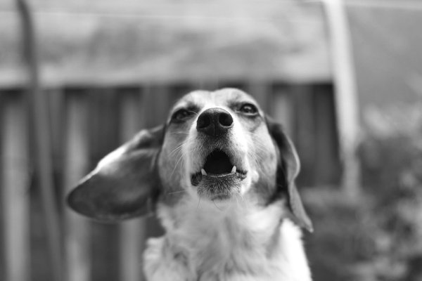 Pet example