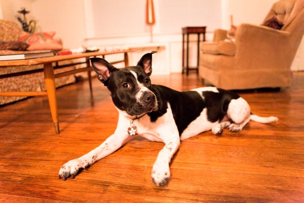 Pet example