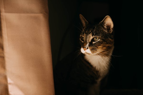 Pet example