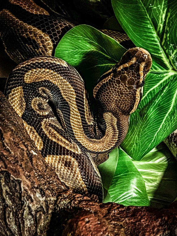 Pet example