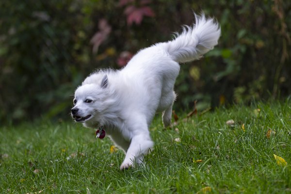 Pet example