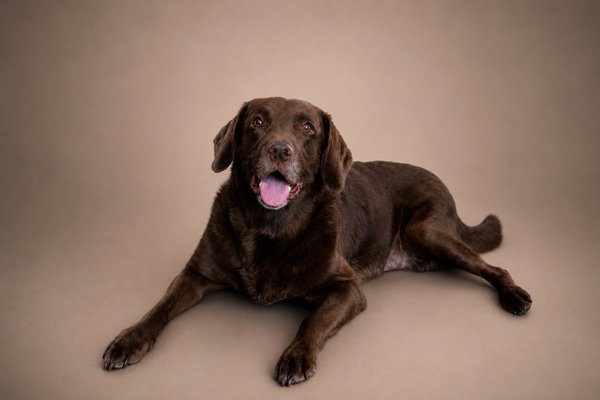 Pet example