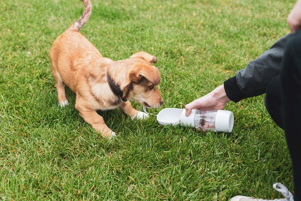 Pet example