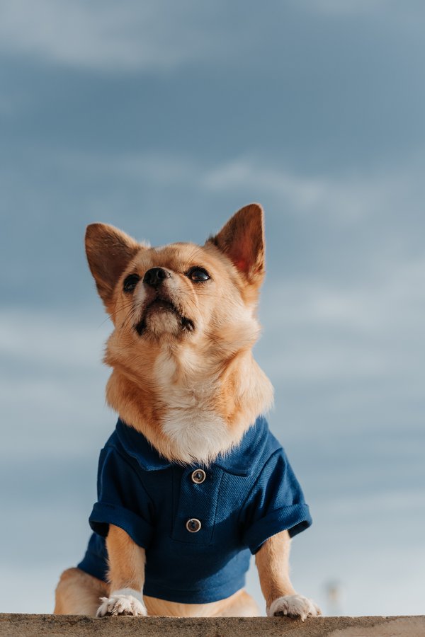Pet example