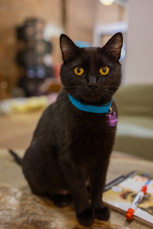 Pet example