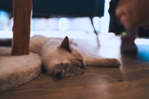 Pet example