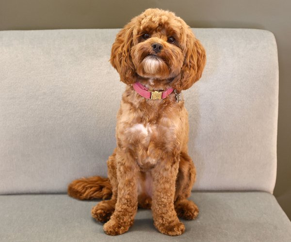 Pet example