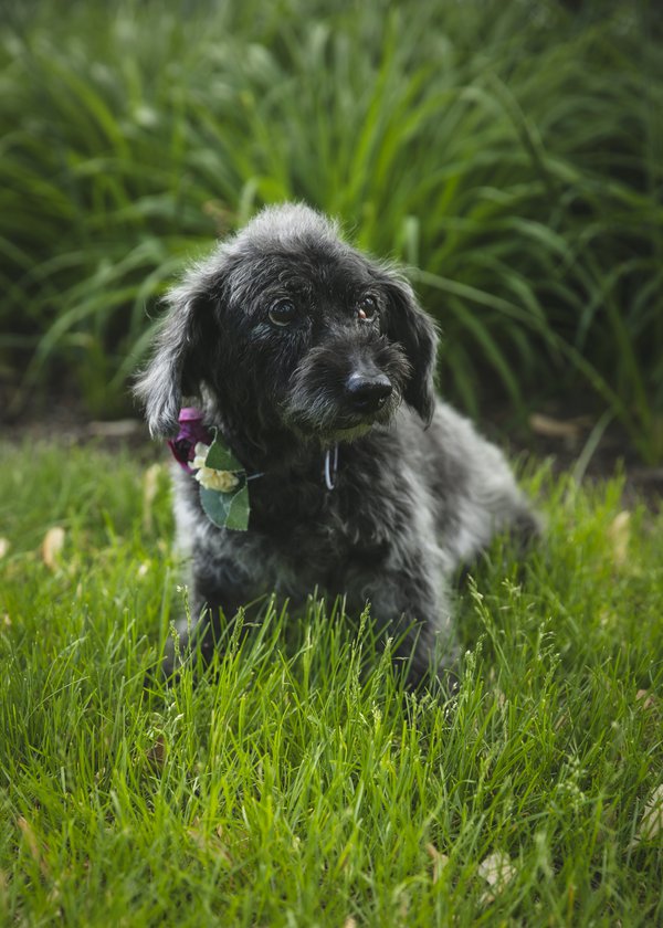 Pet example