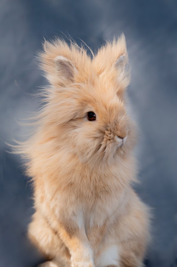 Pet example