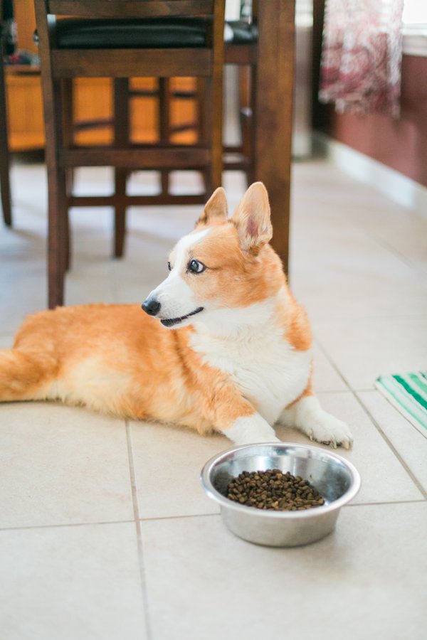 Pet example