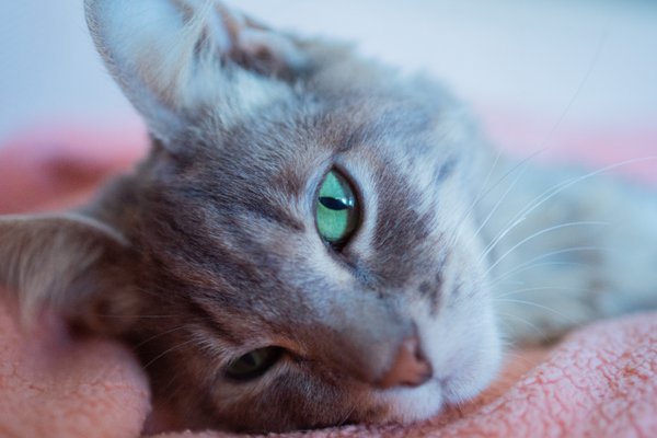 Pet example