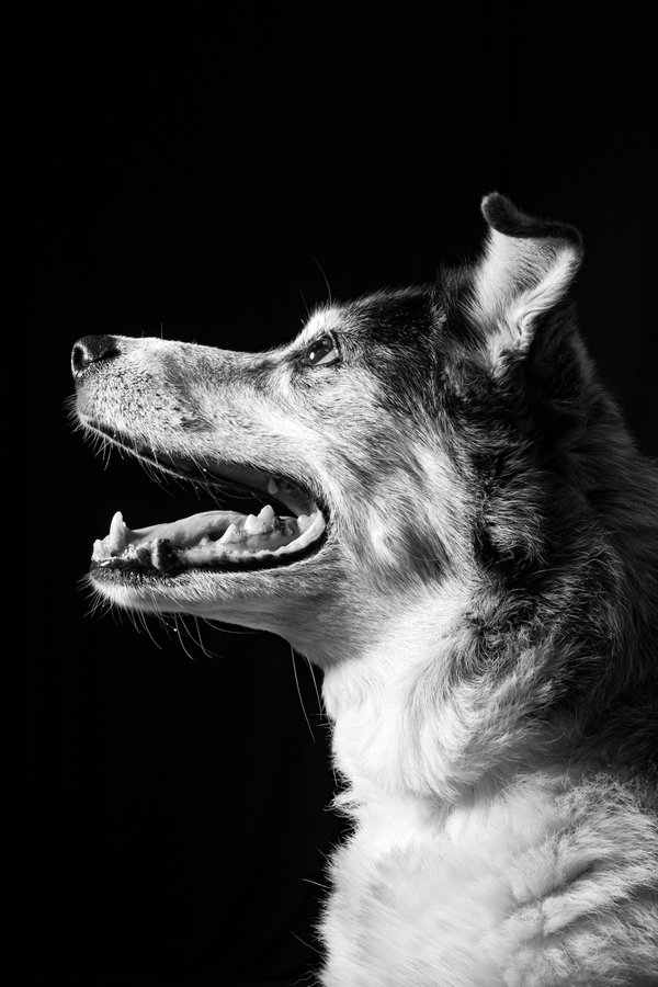 Pet example