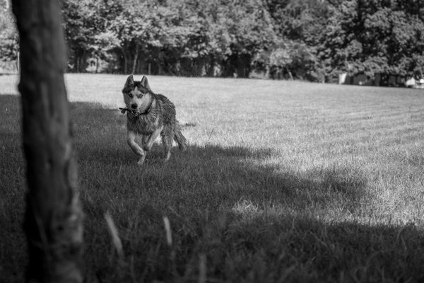 Pet example