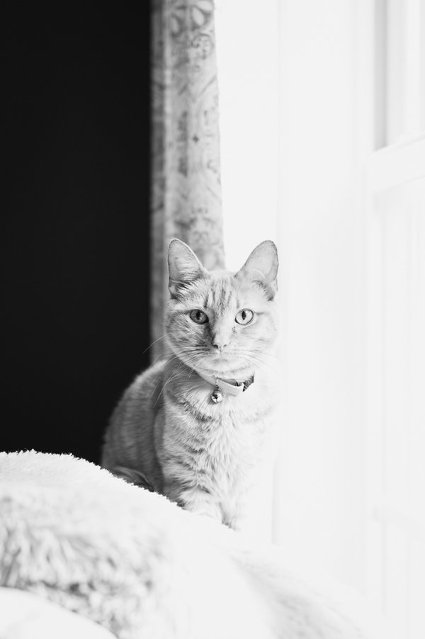 Pet example