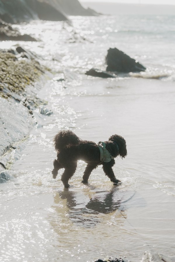 Pet example