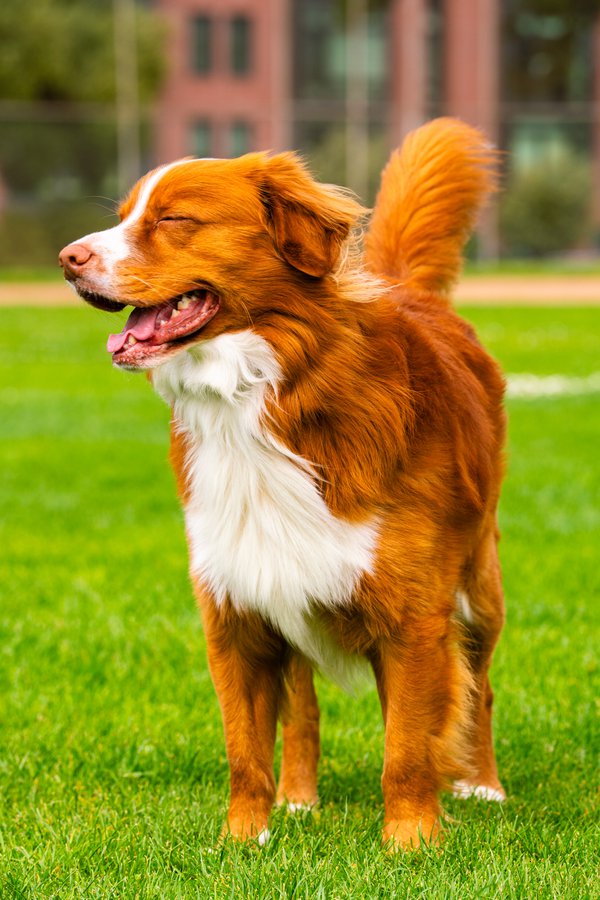 Pet example