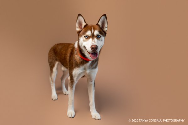 Pet example