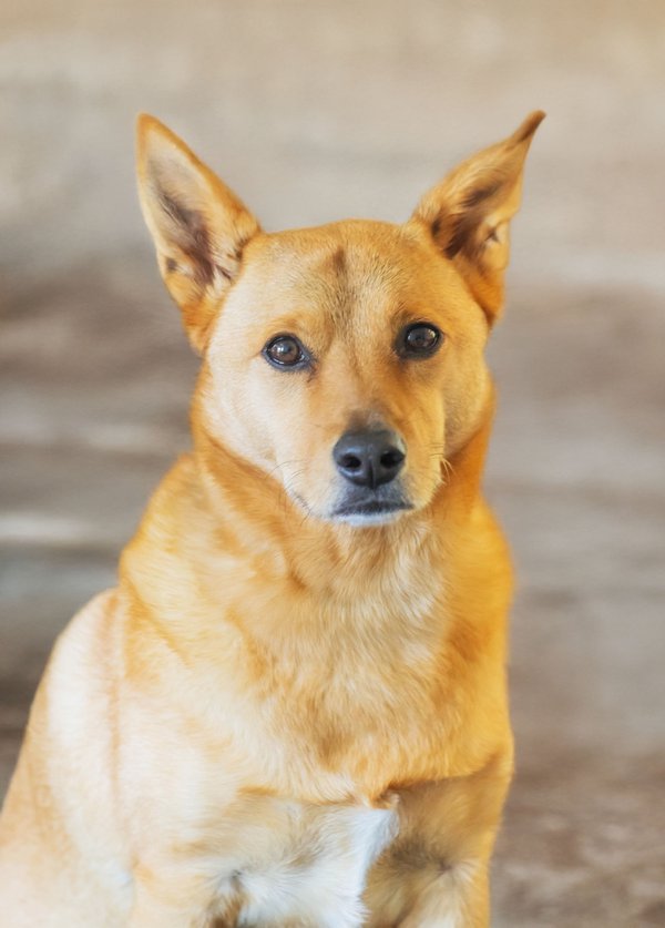 Pet example