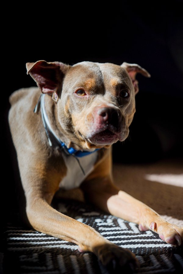Pet example