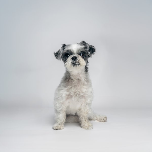 Pet example