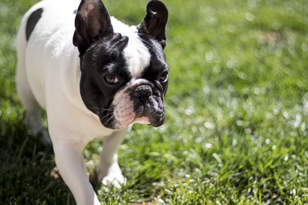 Pet example