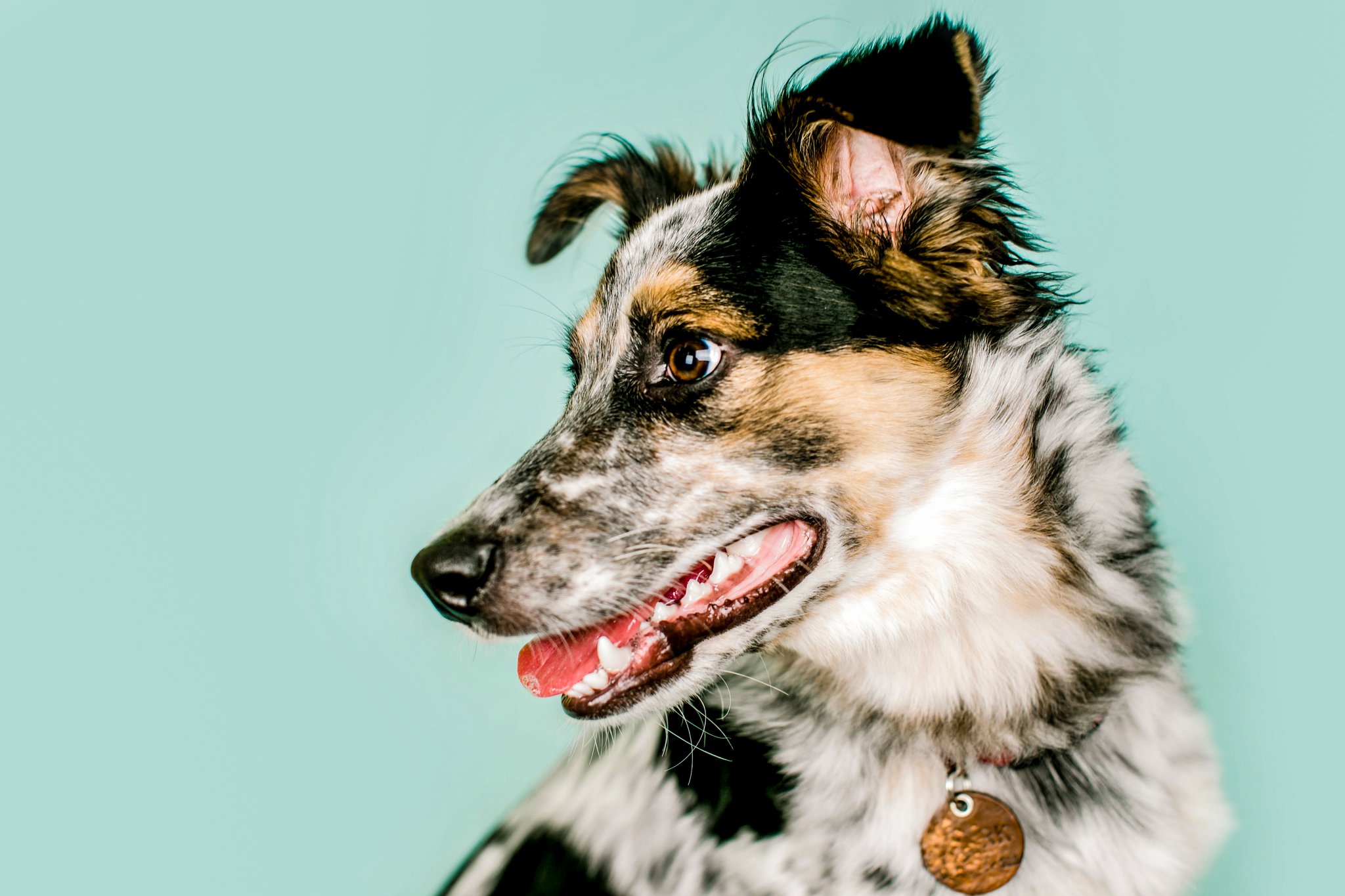 Pet featured sample  in Boston
