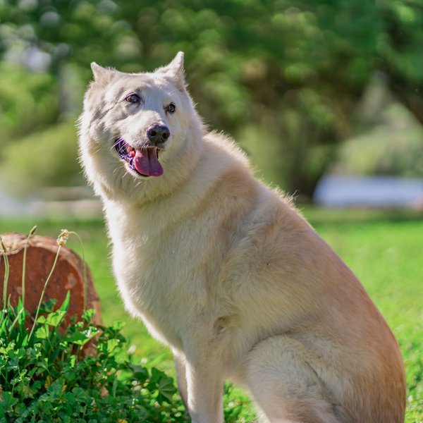 Pet example