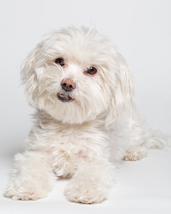 Pet example