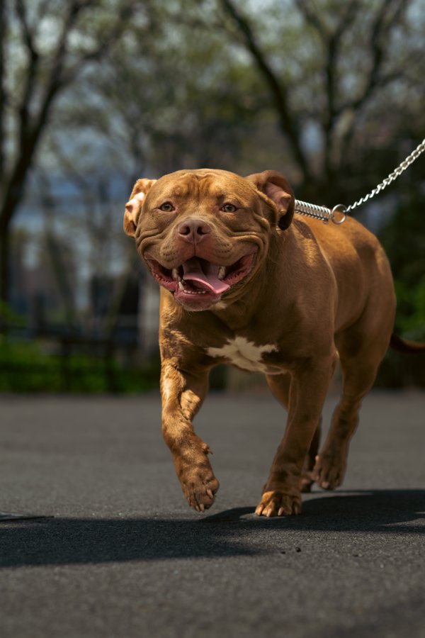 Pet example