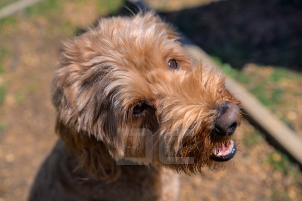 Pet example