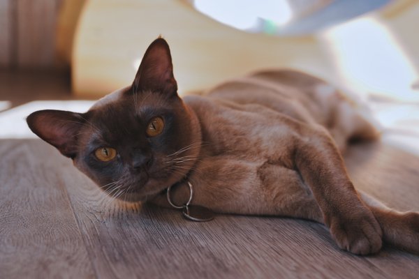 Pet example