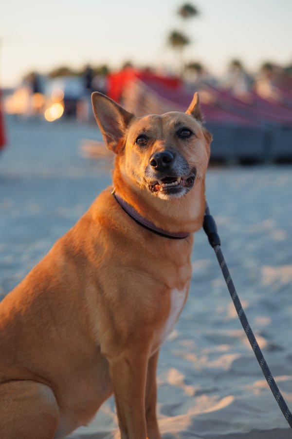 Pet example