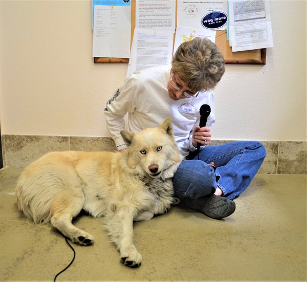 Pet example