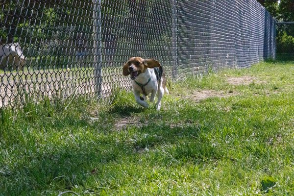 Pet example