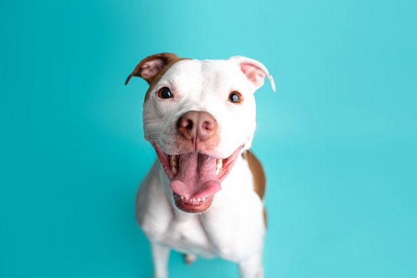 Pet example