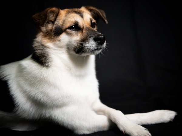Pet example