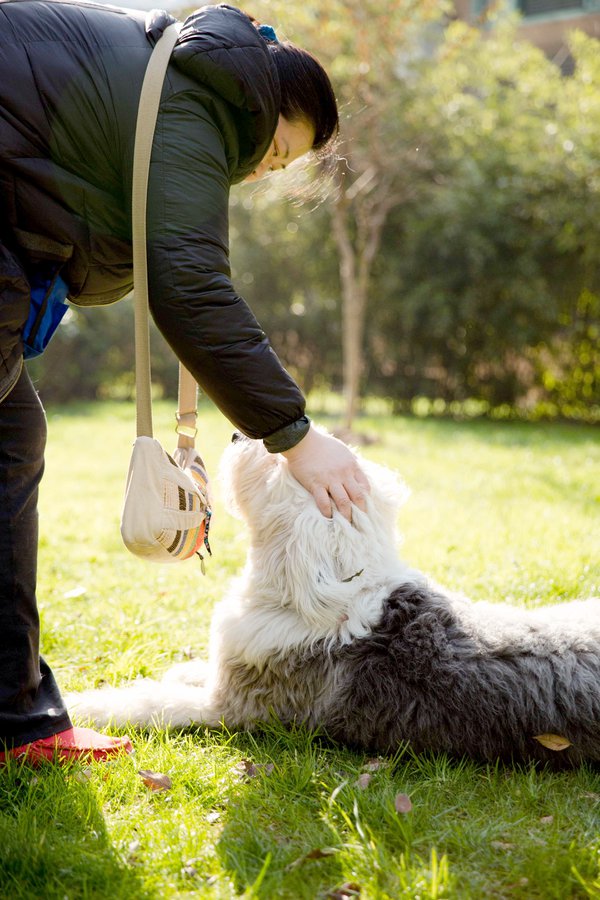 Pet example