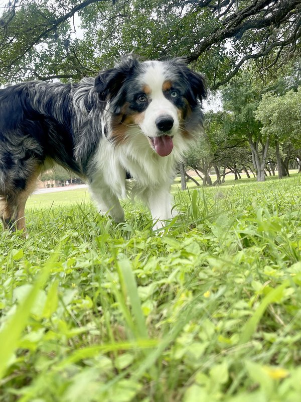 Pet example