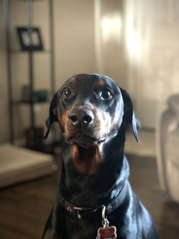 Pet example