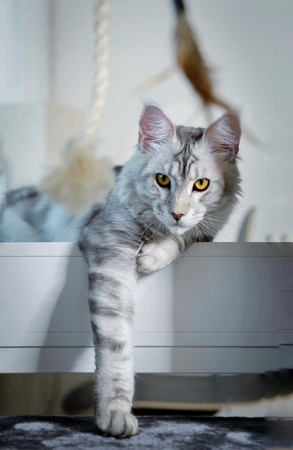 Pet example