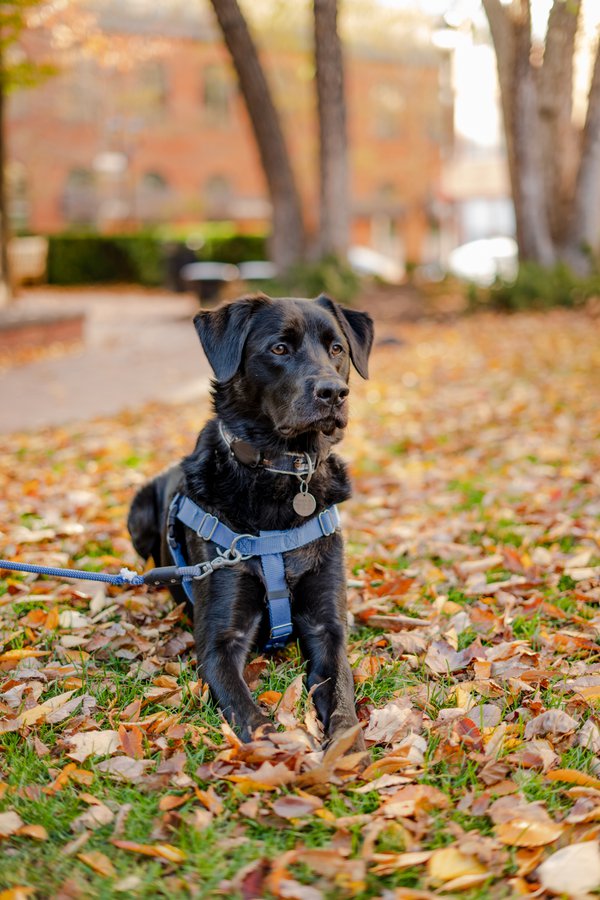 Pet example