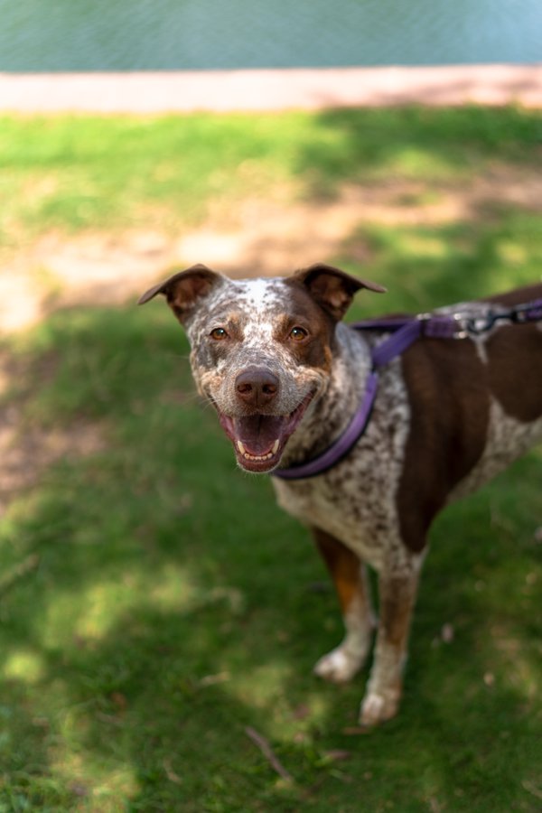 Pet example